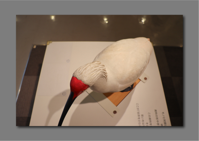 実物大の野鳥の彫刻を真上から撮影したろころ
